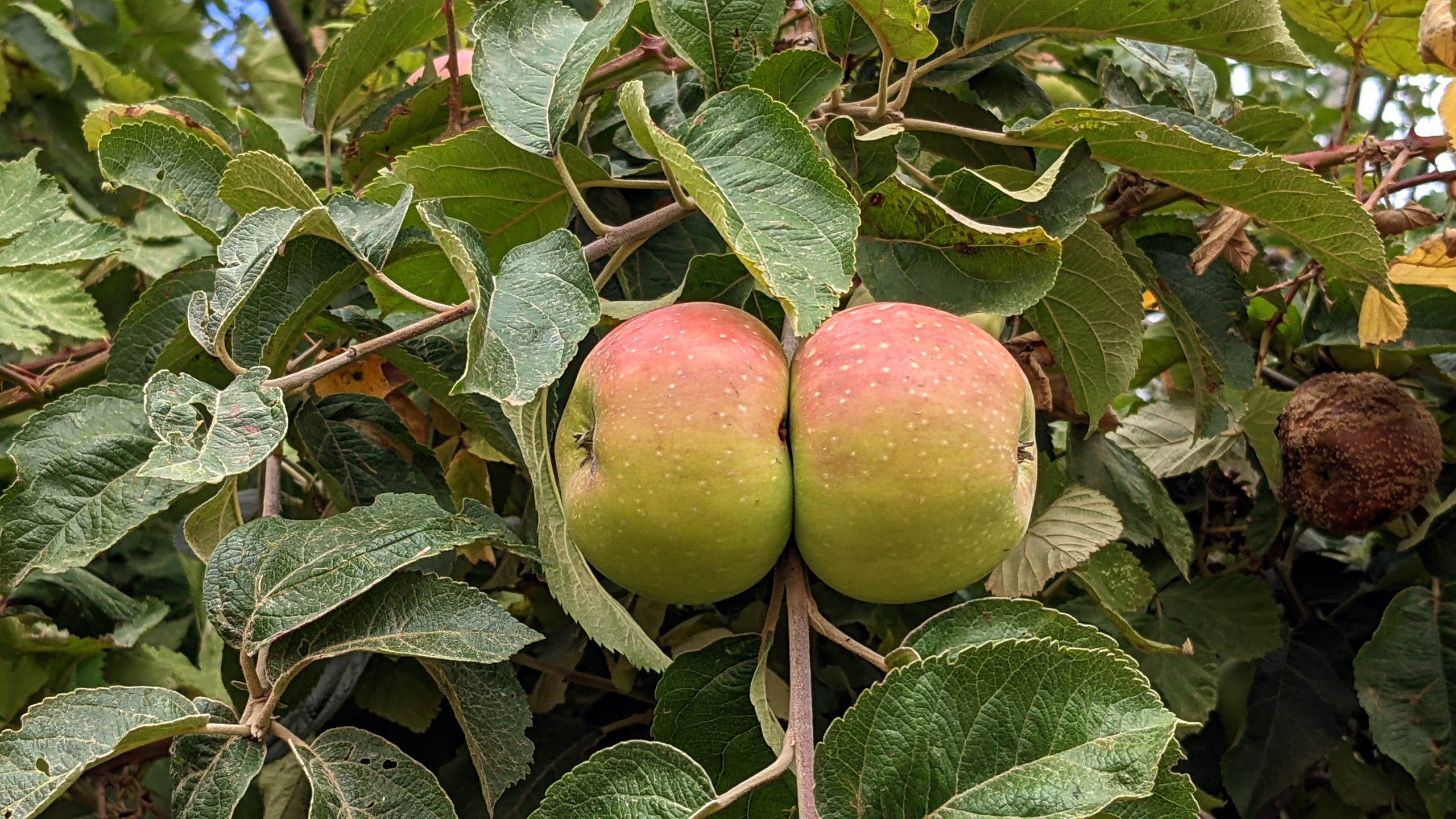 Zwei Äpfel hängen eng beeinander am Baum