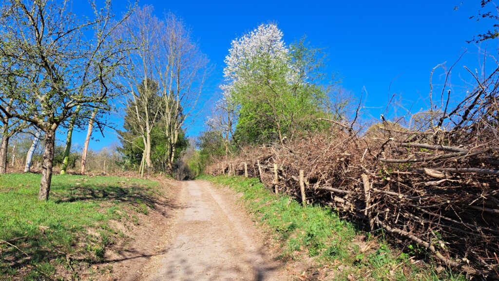Weg mit Benjeshecke rechs