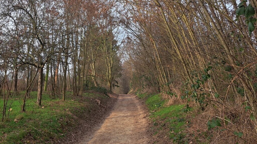 Weg mit Bäumen links und rechts