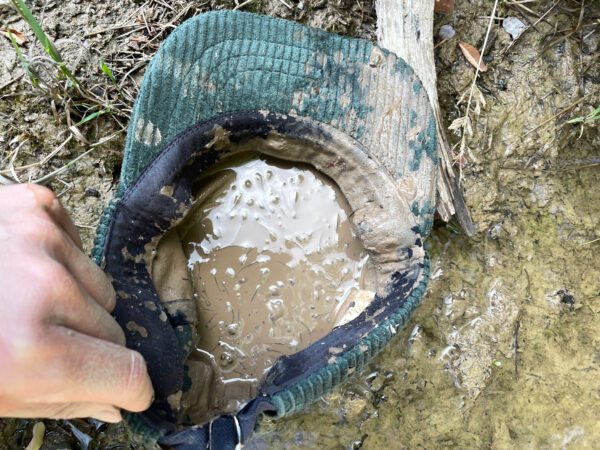 Mütze gefüllt mit Matsch und Kaulquappen