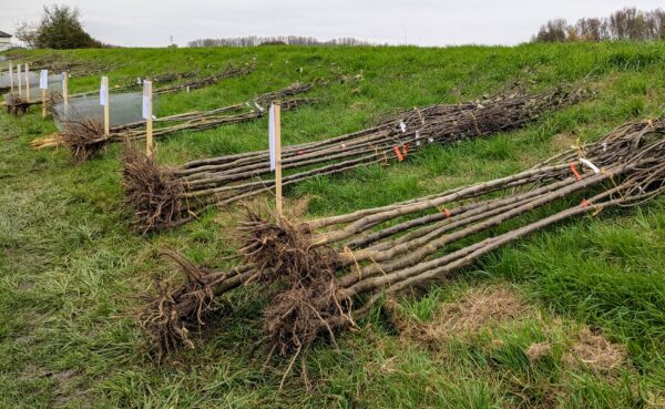 Liegende, wurzelnackte Bäume auf Rasen