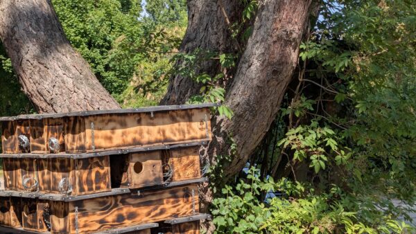 Stapel mit Steinkauzröhen, die wie längliche Holzkisten aussehen.