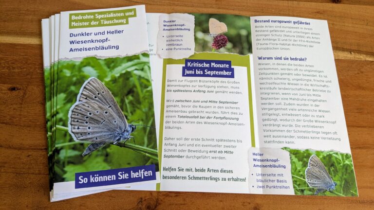 Flyer des Wiesenknopf-Ameisenbläuling liegen auf dem Tisch