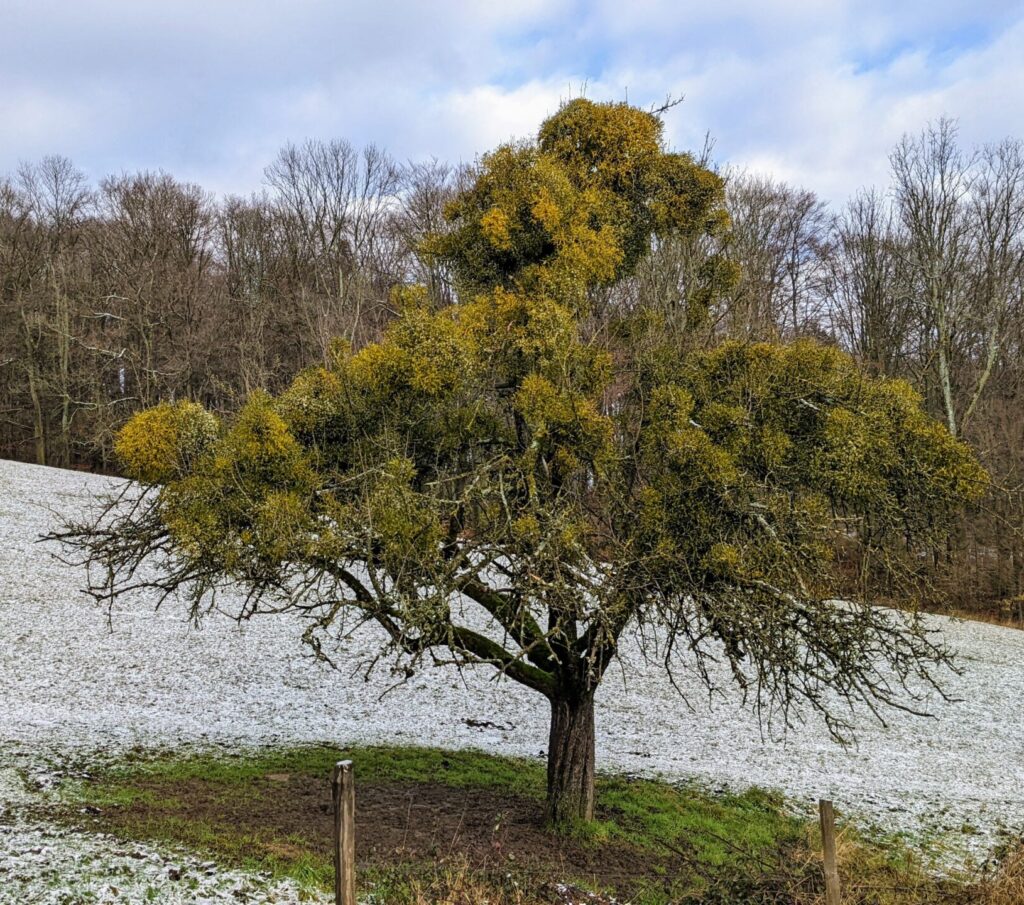 Einzelner Baum mit vielen Misteln und Schneedecke darunter