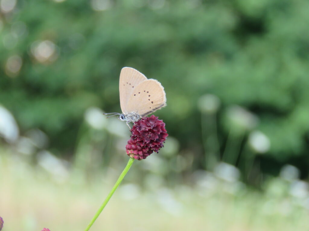 Schmetterling sitzt auf der Pflanze Wiesenknopf
