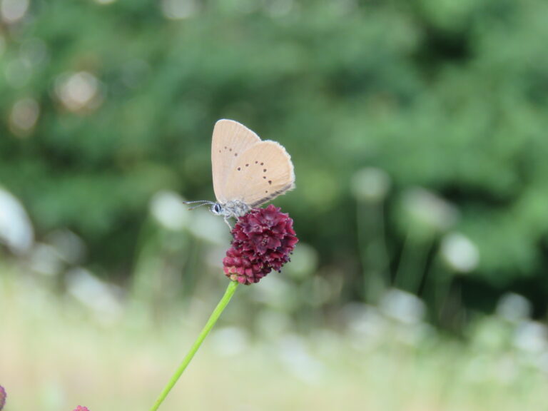 Schmetterling sitzt auf der Pflanze Wiesenknopf