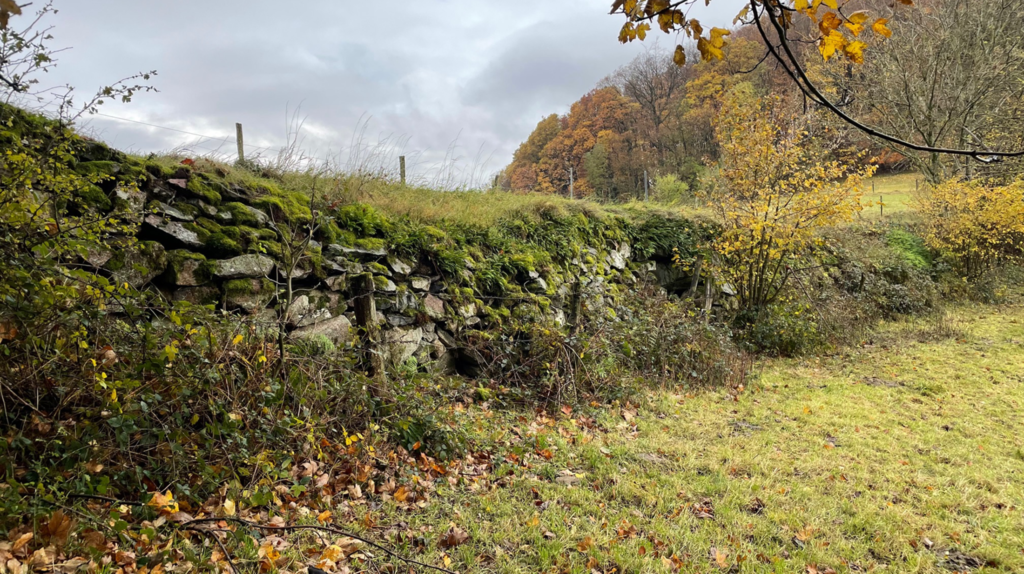 zugewachsene Trockenmauer